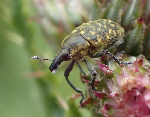 Réf. 274 411 : Larinus turbinatus